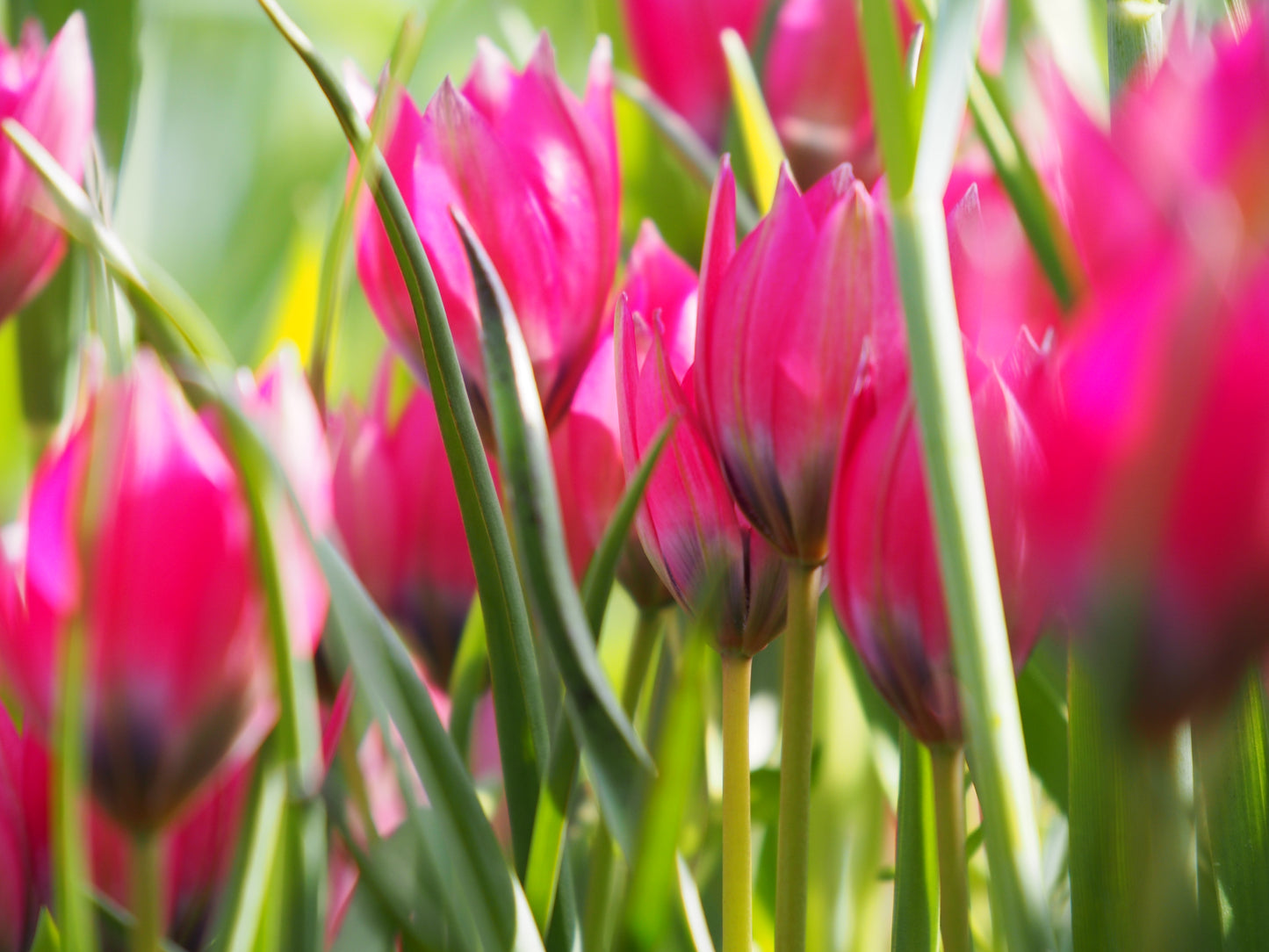 Tulipa 'Little Beauty'