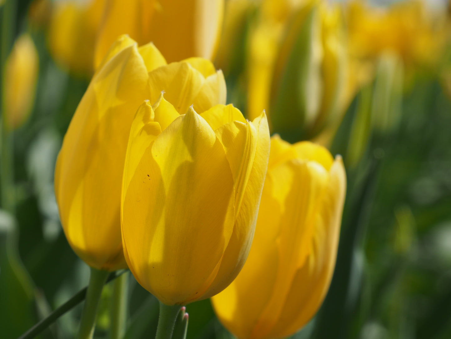 Tulipa 'Muscadet'