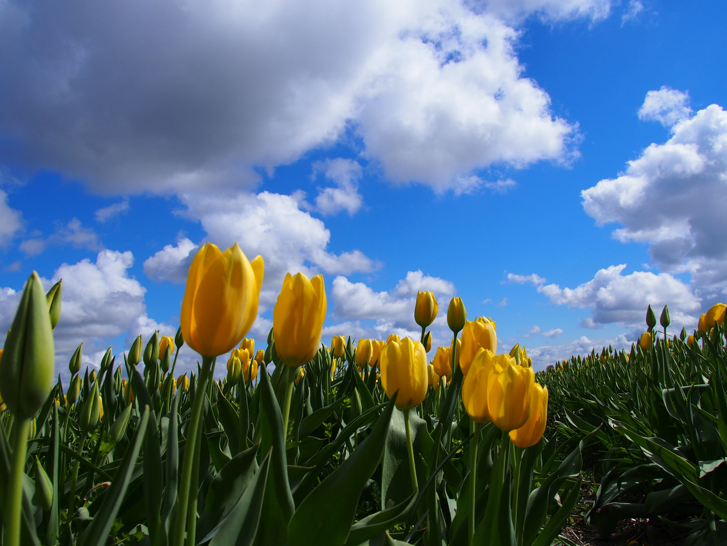 Tulipa 'Muscadet'