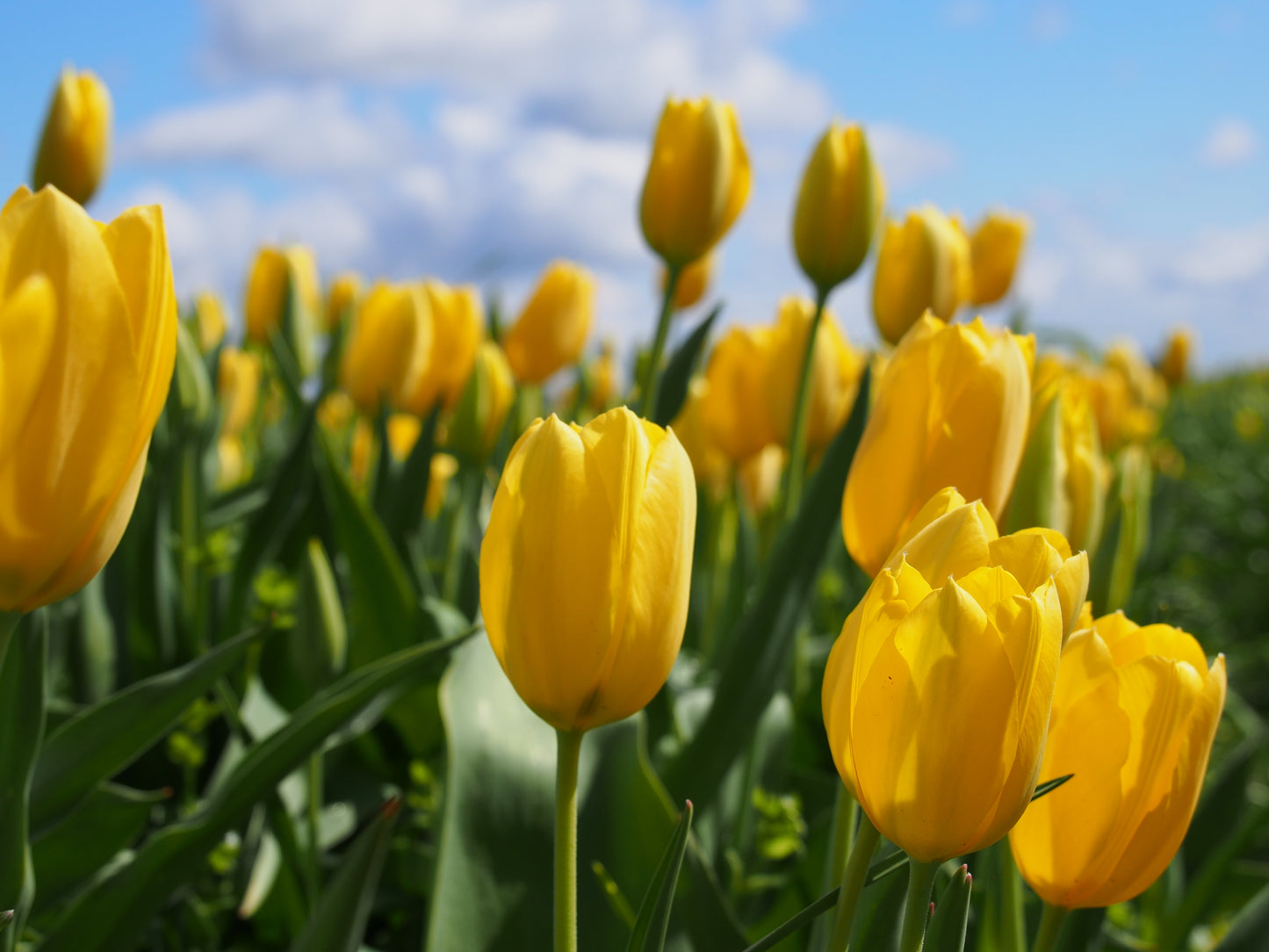 Tulipa 'Muscadet'