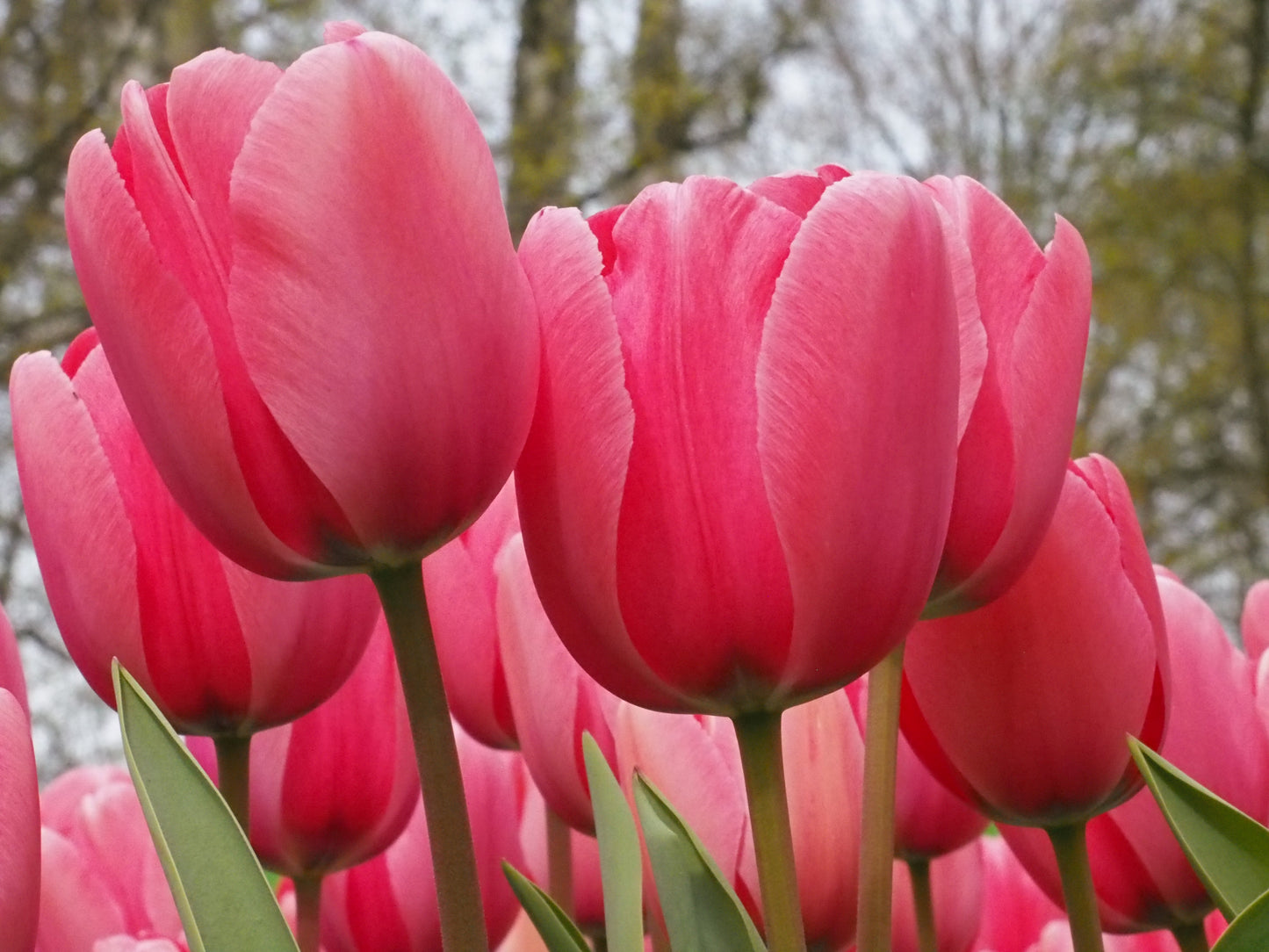 Tulipa 'Pink Impression'