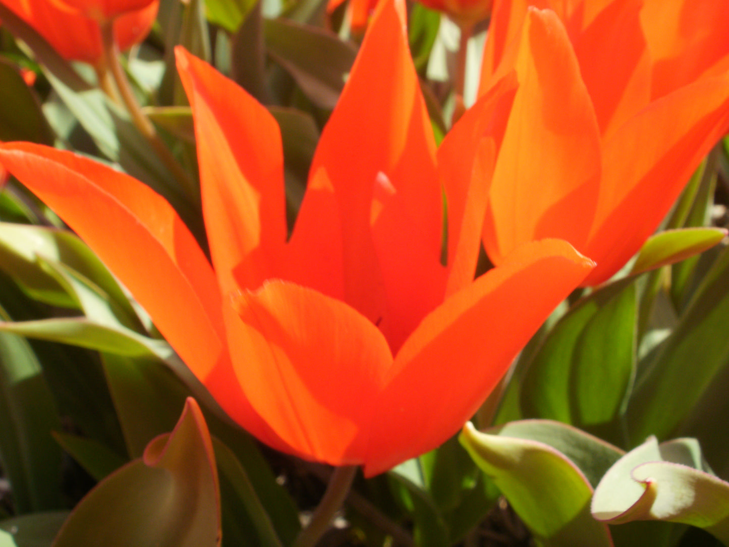 Tulipa praestans 'Zwanenburg'