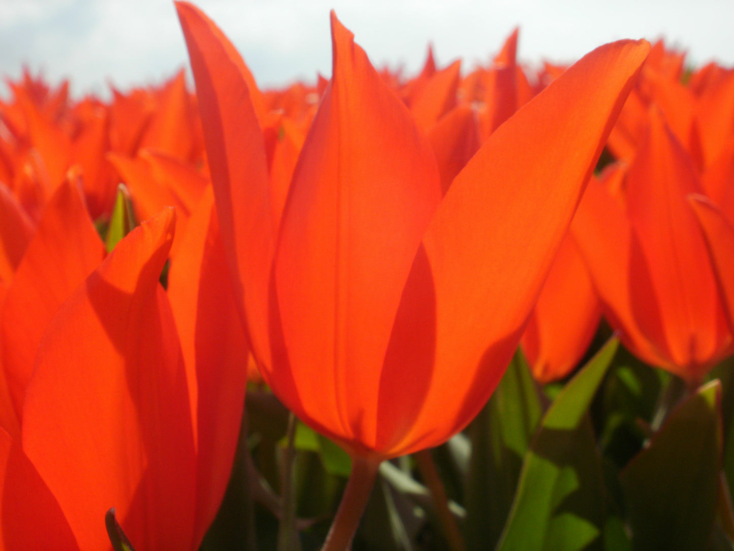 Tulipa praestans 'Zwanenburg'