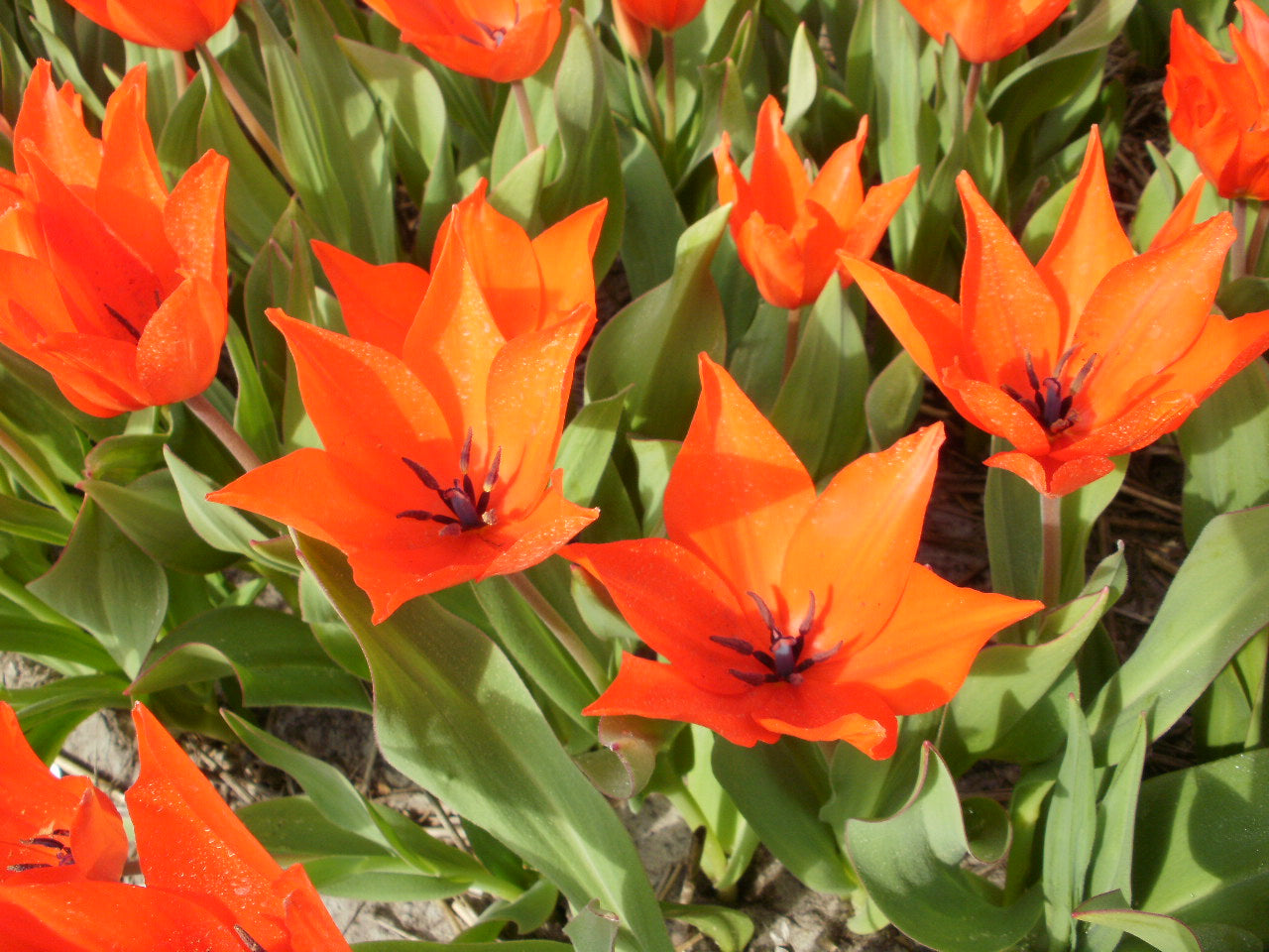 Tulipa praestans 'Zwanenburg'