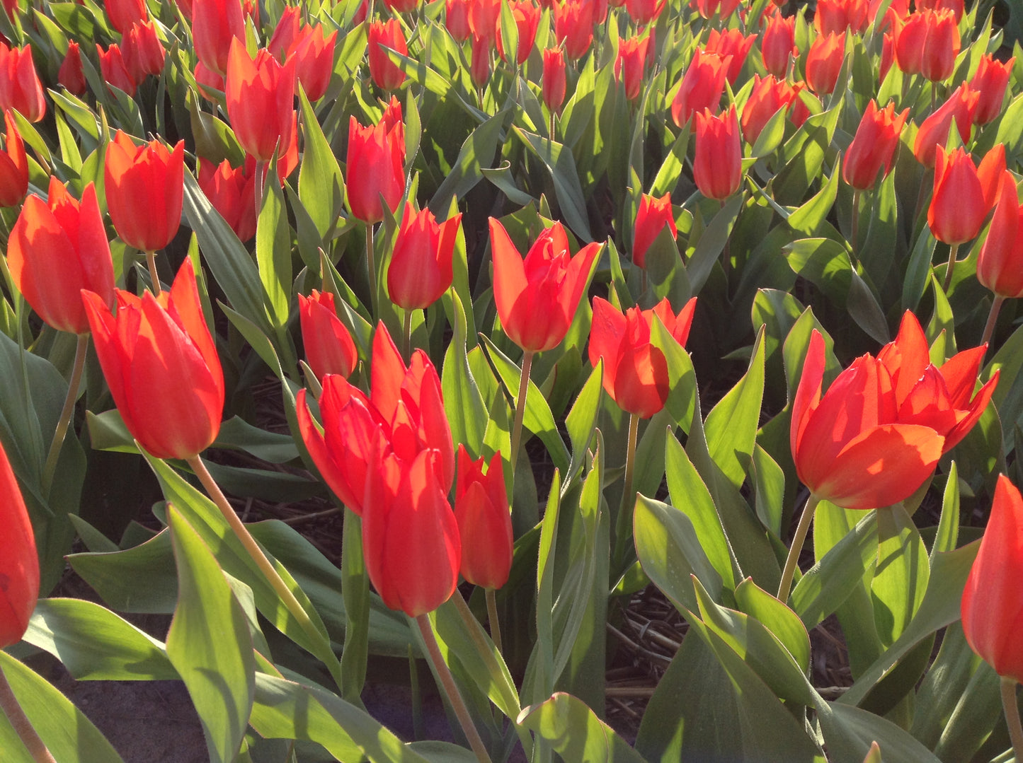 Tulipa praestans 'Zwanenburg'