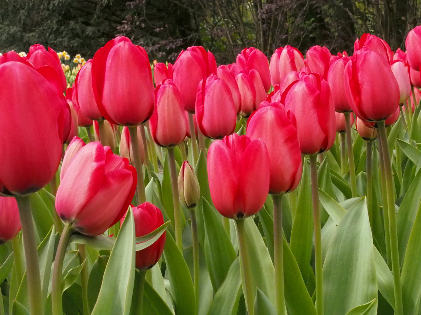 Tulipa 'Red Impression'