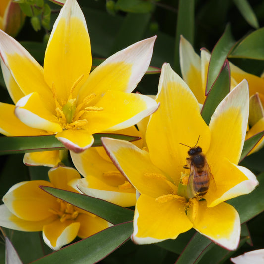 Tulipa Tarda