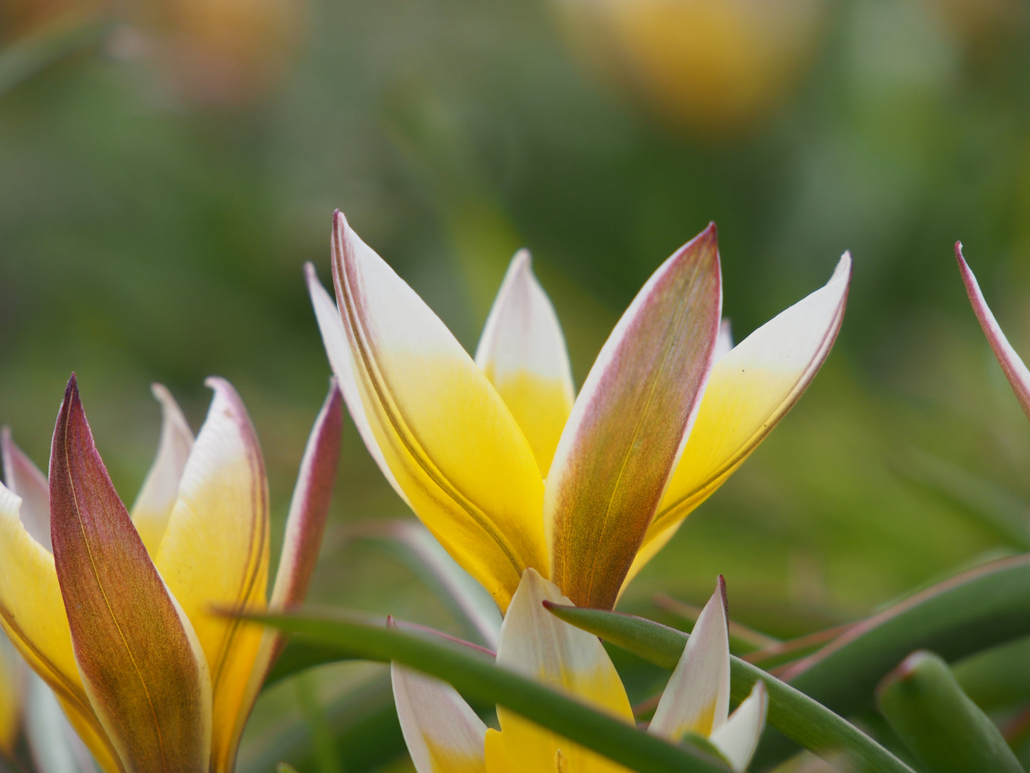 Tulipa Tarda