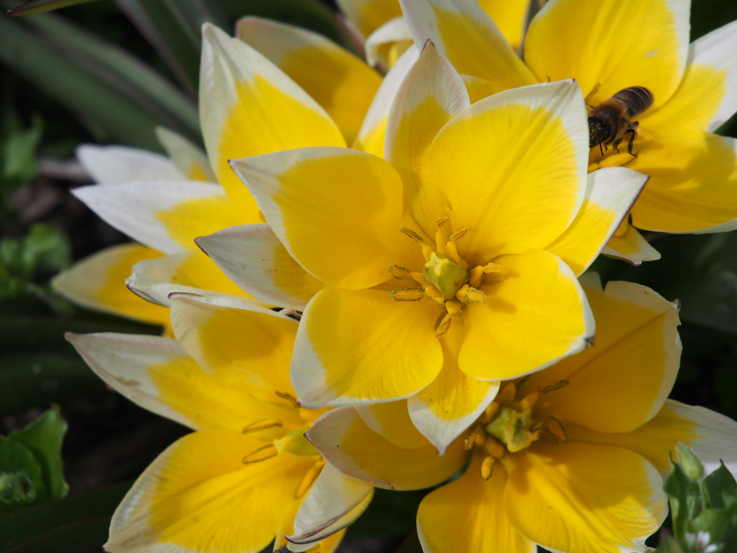 Tulipa Tarda