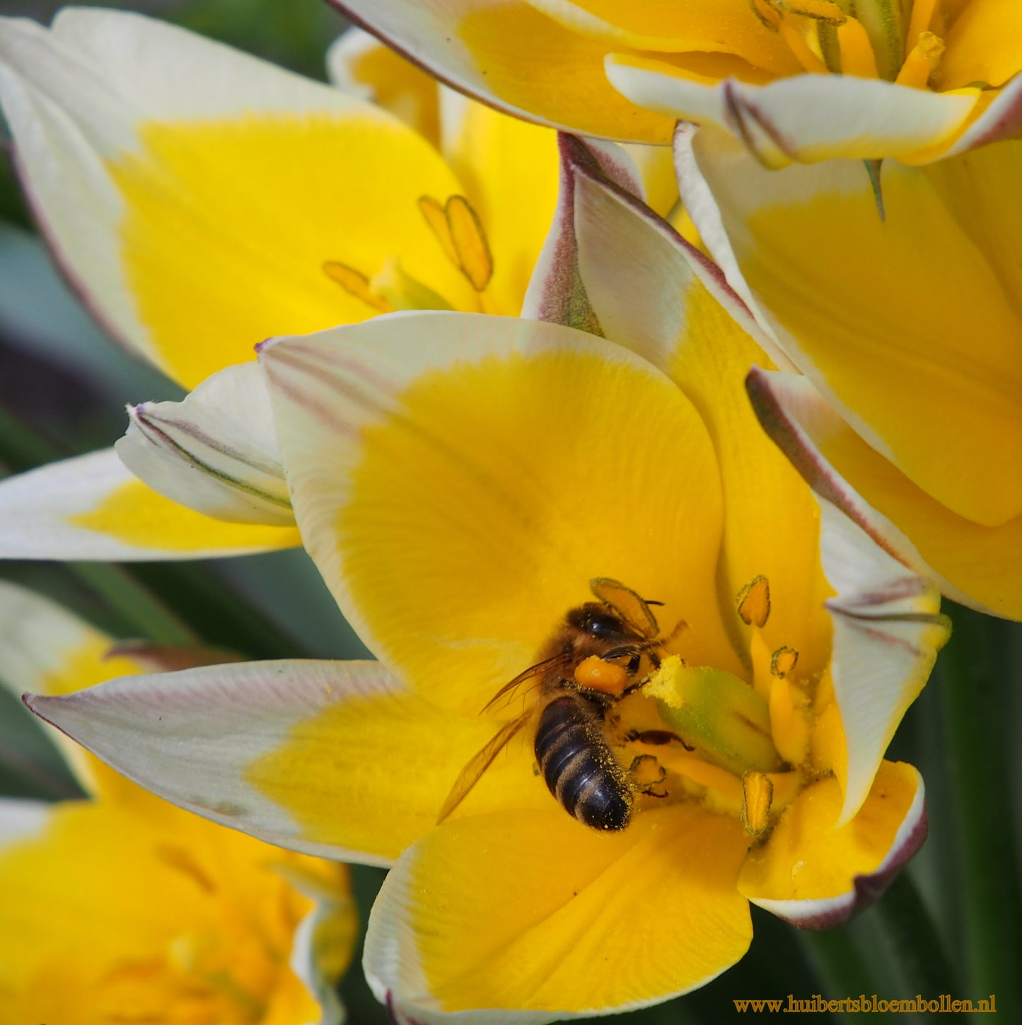 Tulipa Tarda