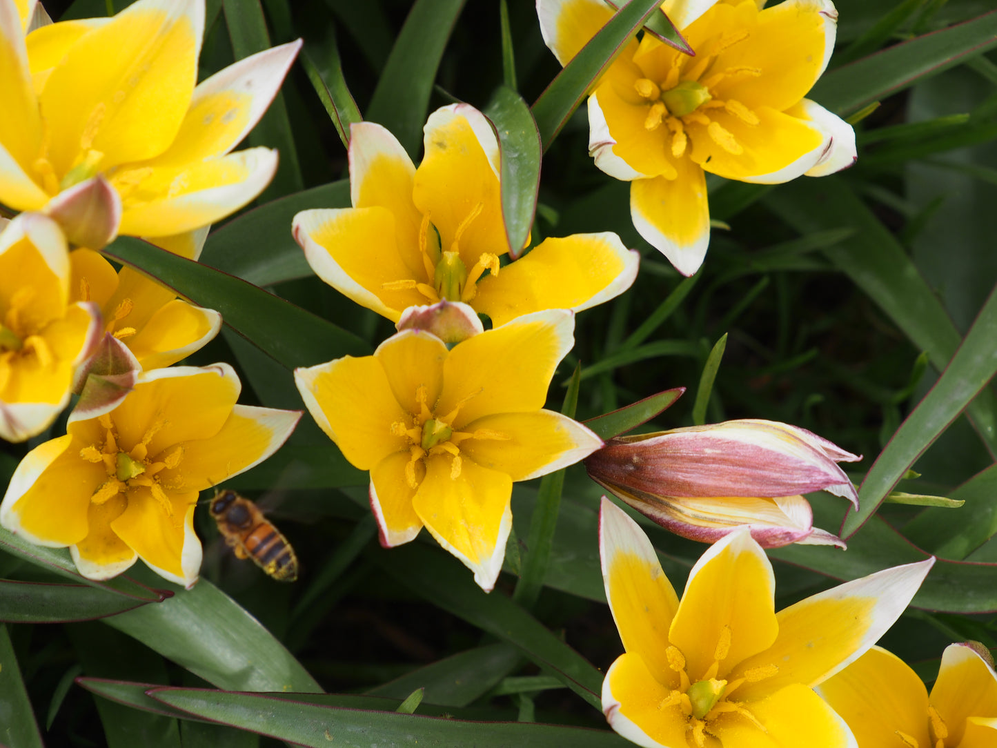 Tulipa Tarda