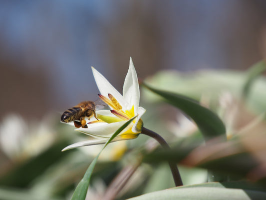 Tulipa turkestanica