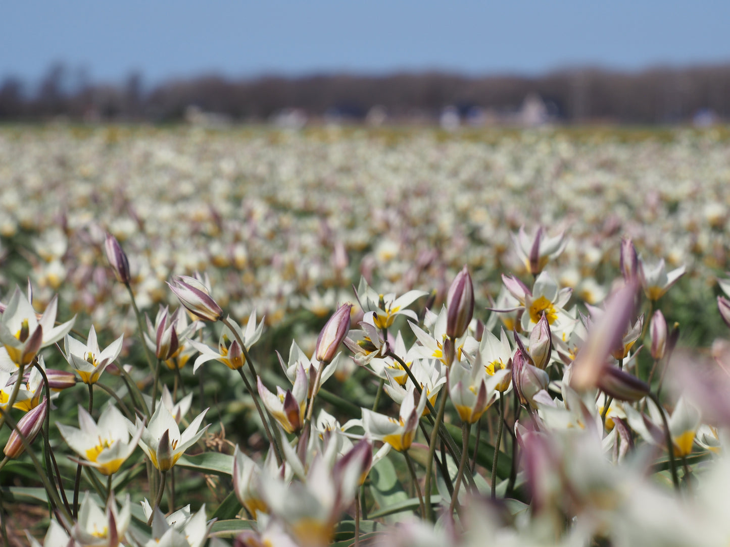 Tulipa turkestanica