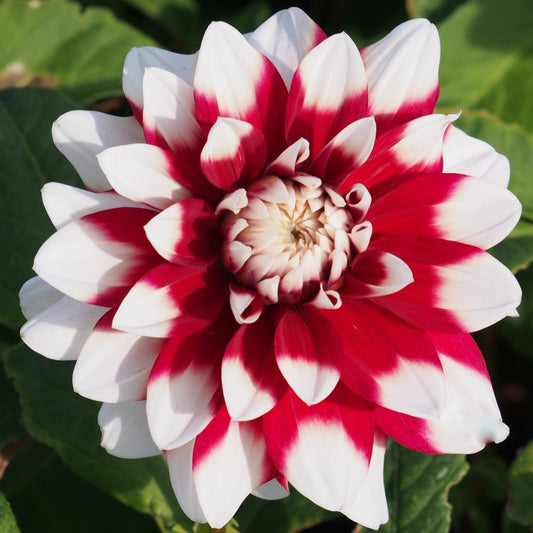 Dahlia Duet, 5 pcs