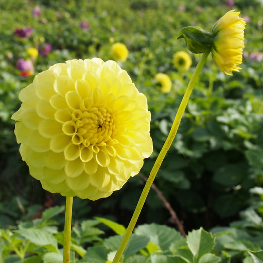 Dahlia Golden Torch