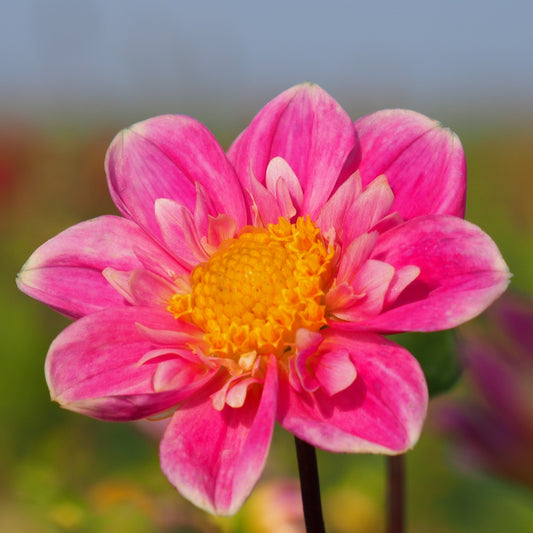 Dahlia Hartenaas, 5 pcs