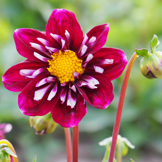 Dahlia Impression fantastico, 5 pcs