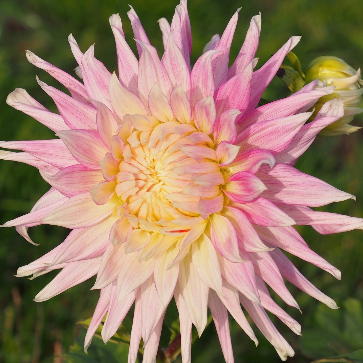 Dahlia Kiev, 5 pcs