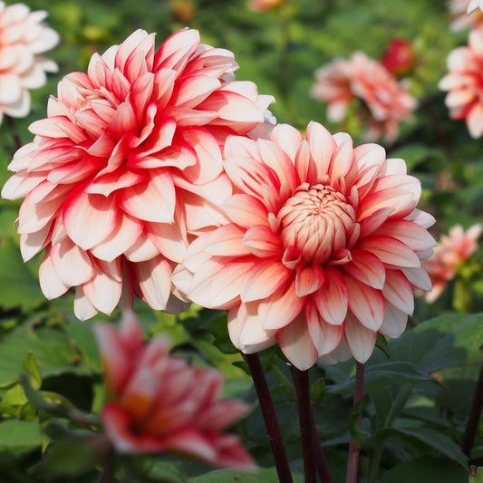 Dahlia Larry's Love