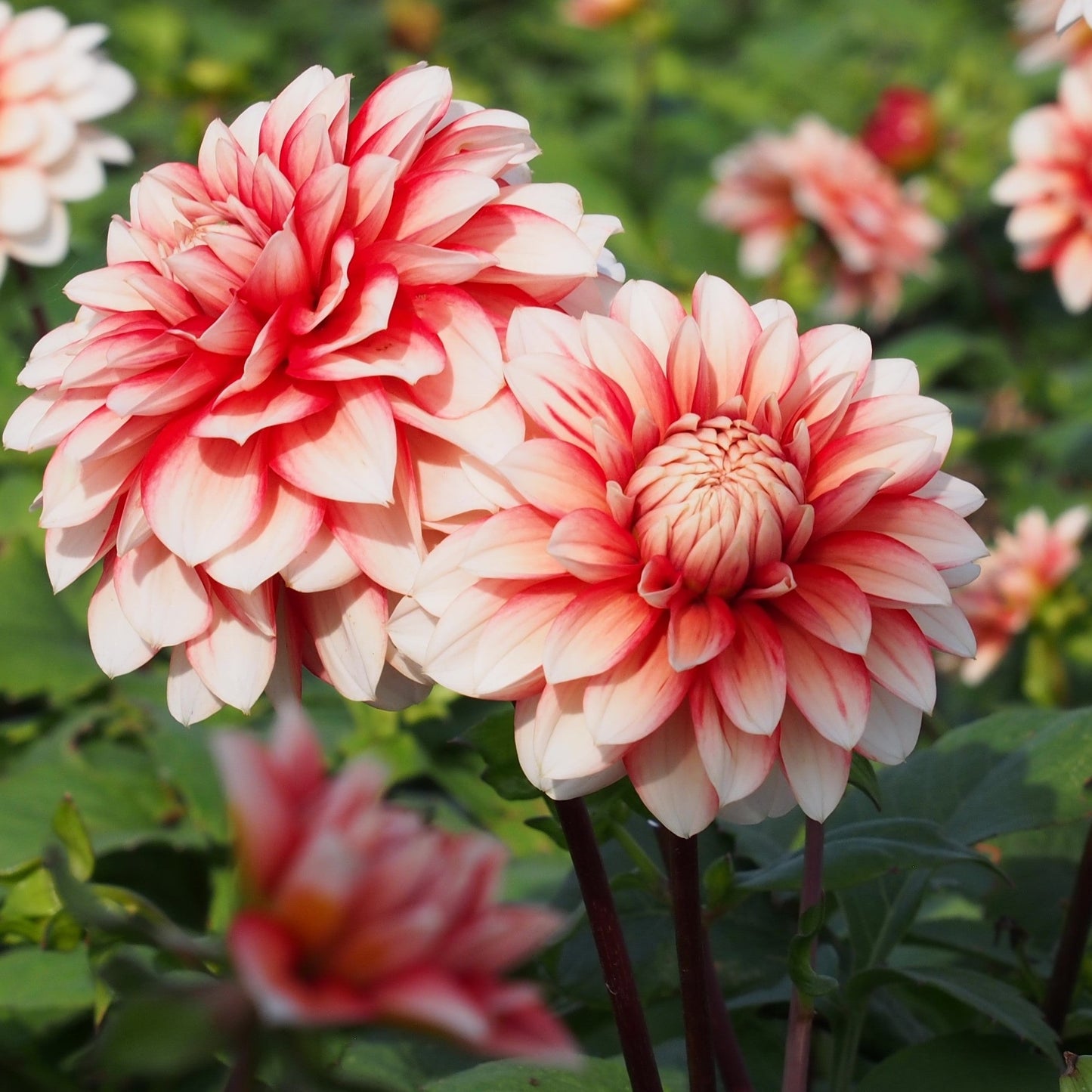 Dahlia Larry's Love, 5 pcs