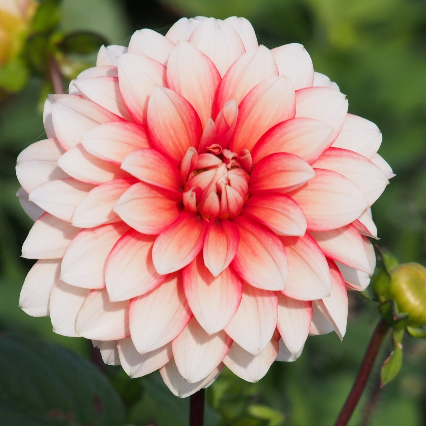 Dahlia Larry's Love, 5 pcs