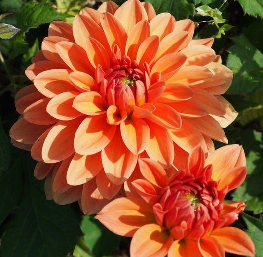 Dahlia Summerflame, 5 pcs