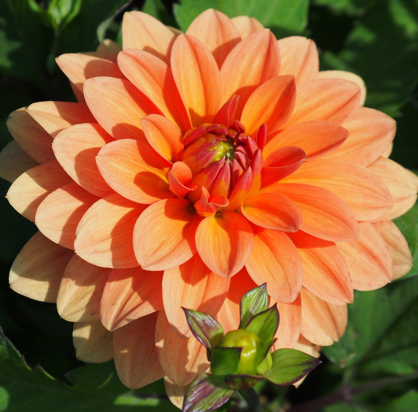 Dahlia Summerflame, 5 pcs