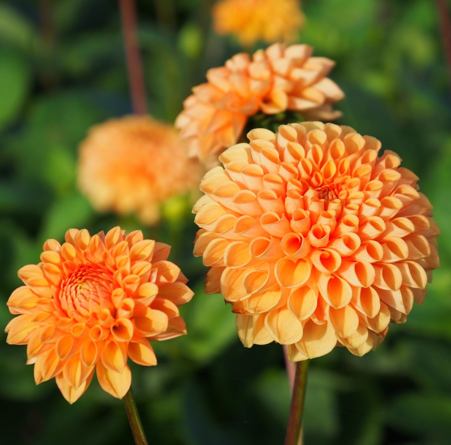 Dahlia Sylvia, 5 pcs