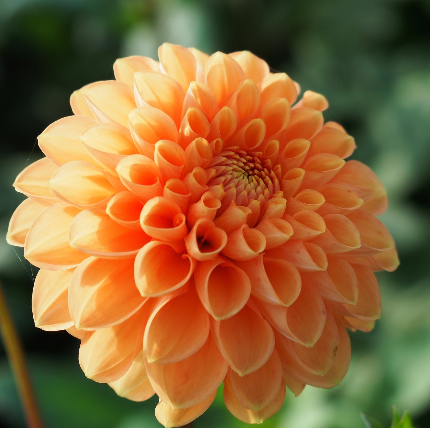 Dahlia Sylvia, 5 pcs