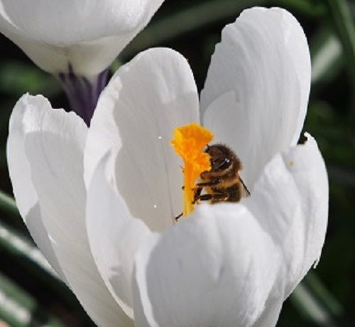 Crocus 'Jeanne d'Arc'