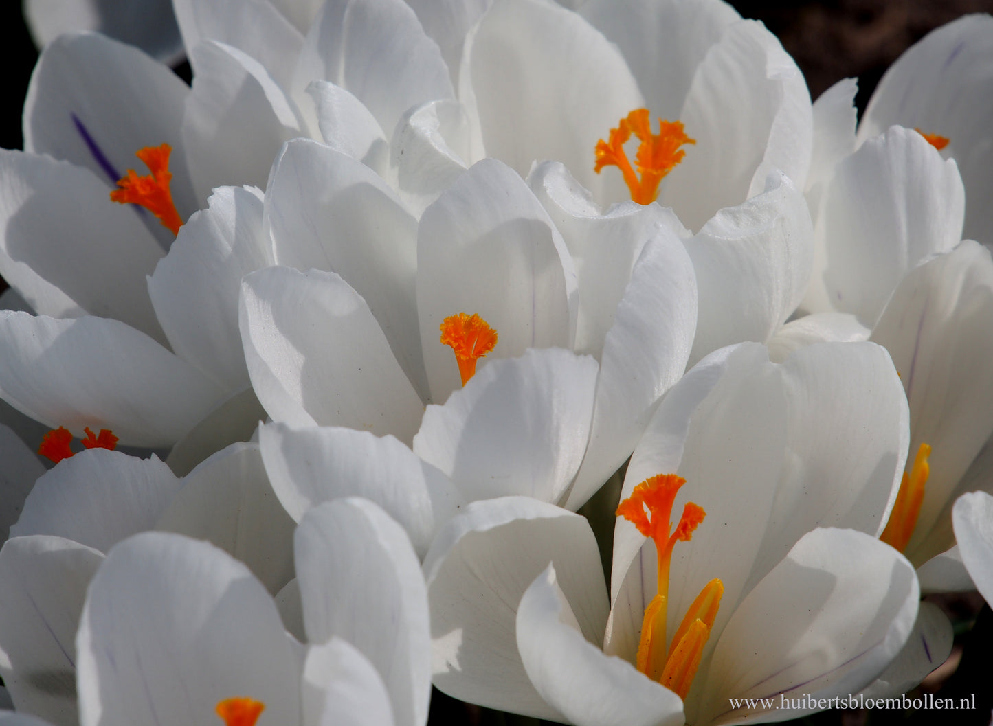 Crocus 'Jeanne d'Arc'