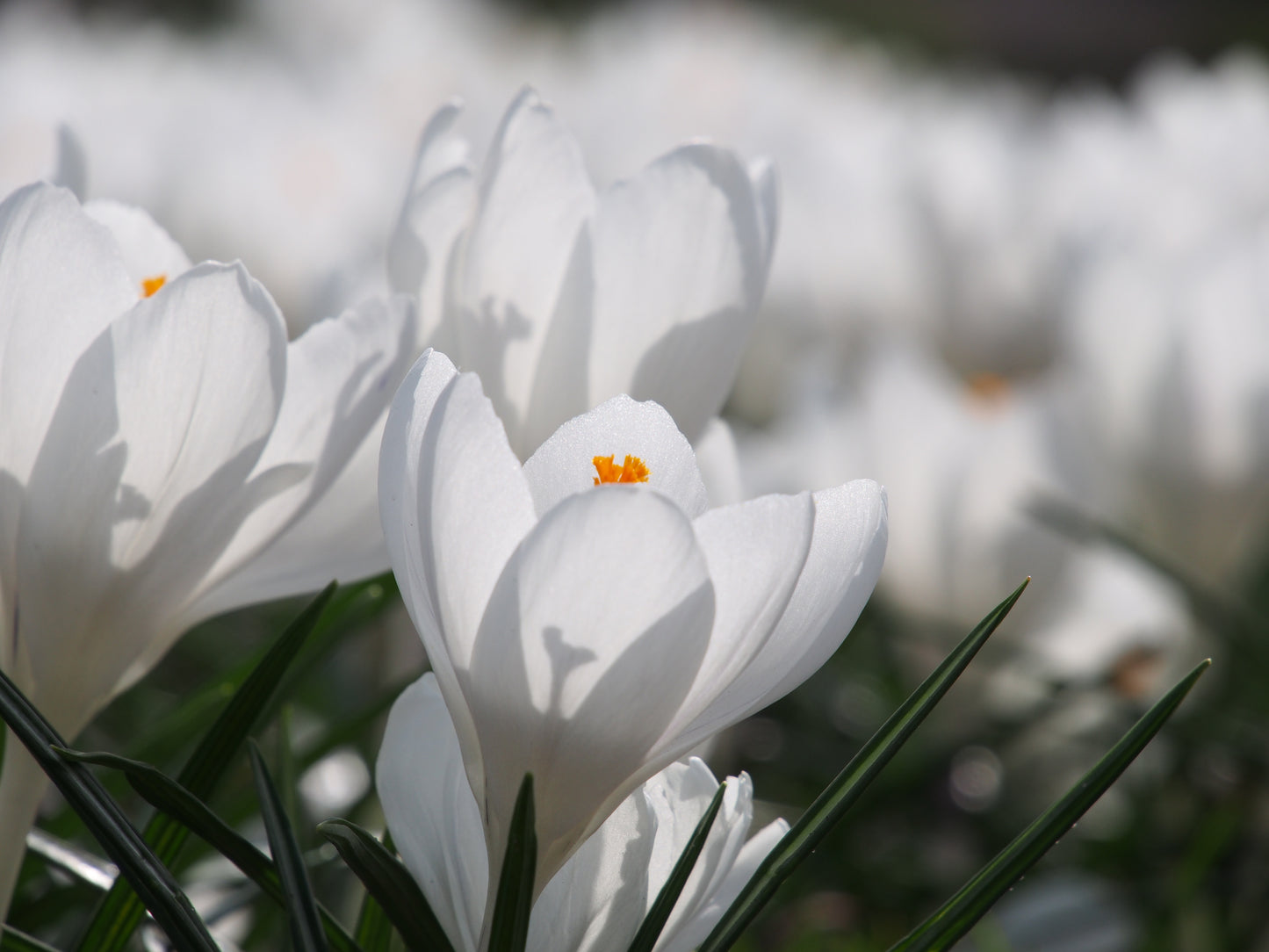 Crocus 'Jeanne d'Arc'