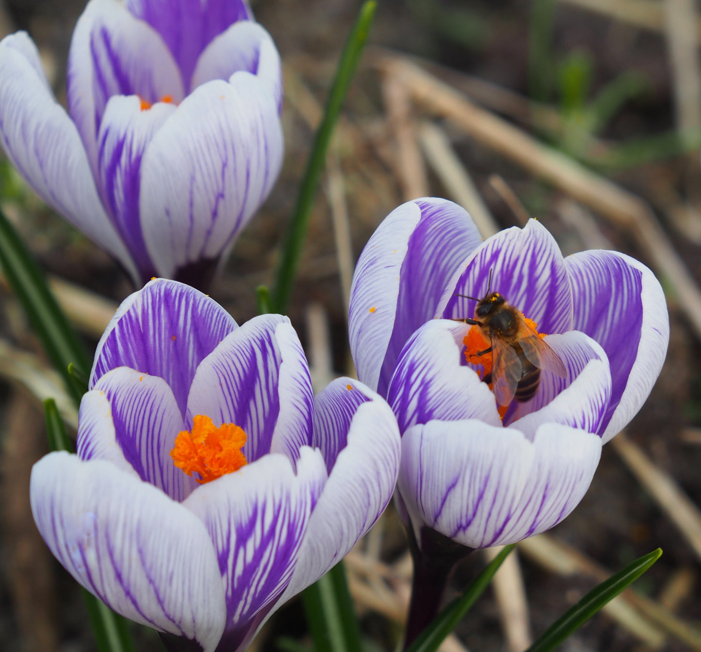 Crocus 'King of the Striped'