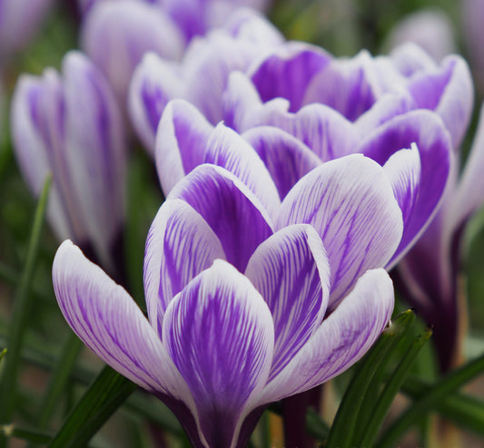 Crocus 'King of the Striped'