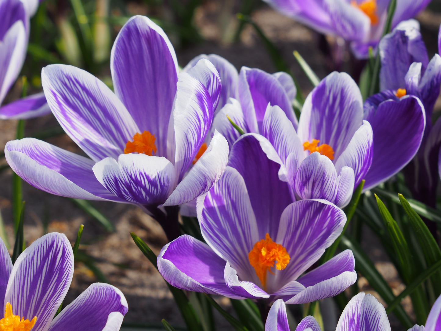 Crocus 'King of the Striped'