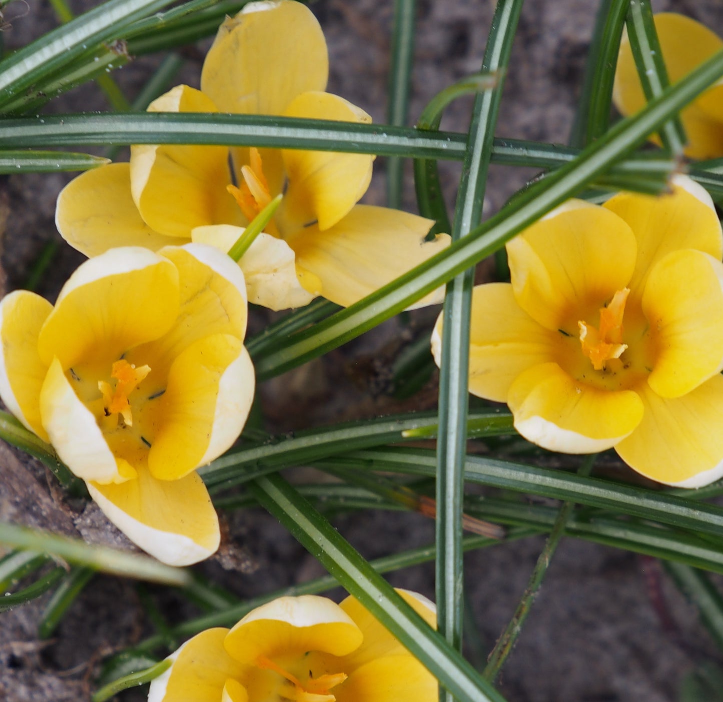 Crocus 'Romance'